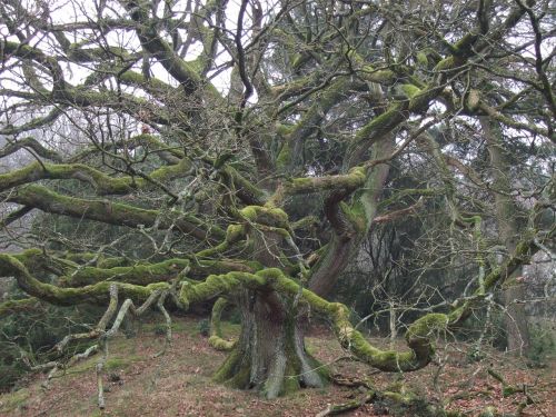 oak tree spring