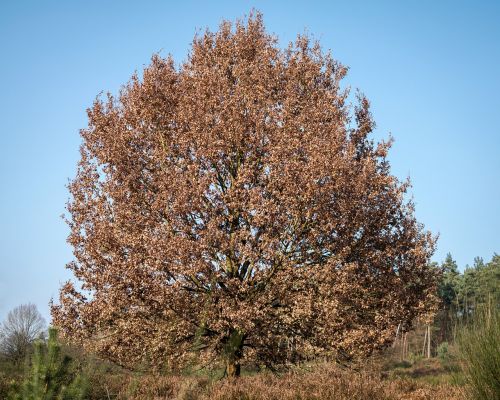 oak crown tree