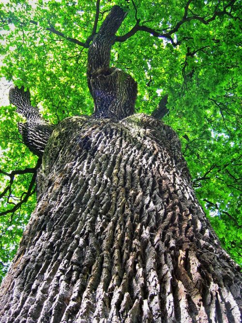 oak oaks tree