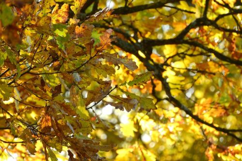 oak oak leaves branch