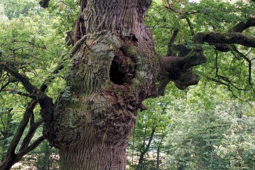 oak tree tribe