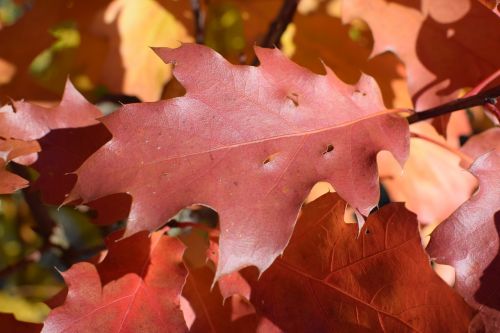 oak autumn red