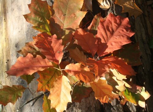 oak oak leaves red