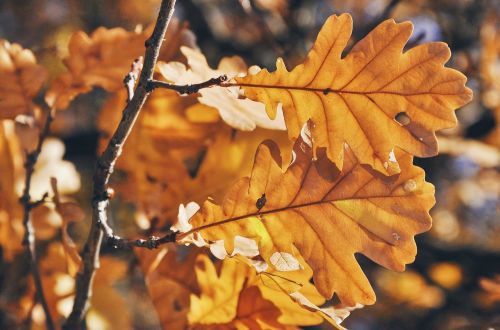 oak leaves oak leaf