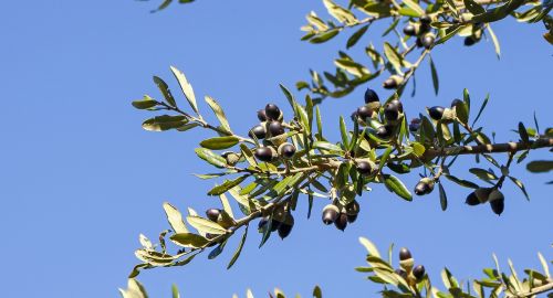 oak quercus virginiana seeds