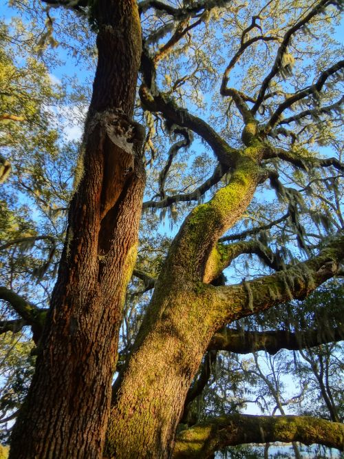oak trees nature
