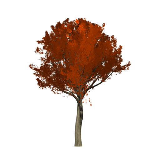 oak tree orange