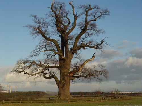 oak tree nature