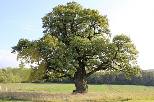 oak tree old oak