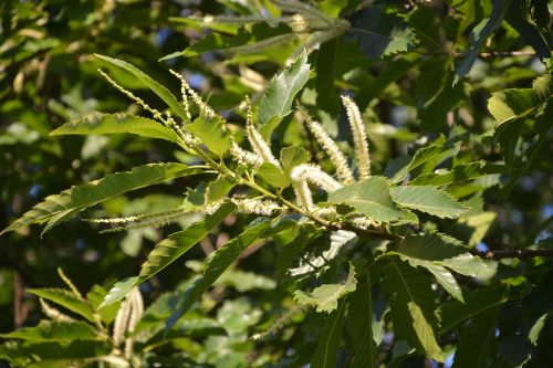 oak flower oak foliage