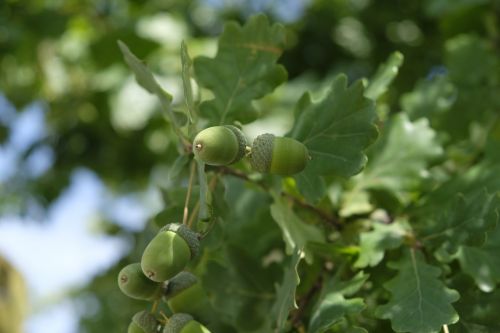 oak acorn tree