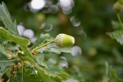 oak acorn fruit