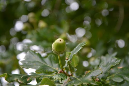 oak acorn fruit