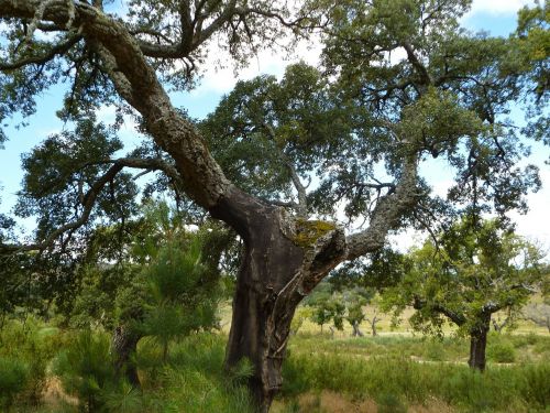 oak tree old