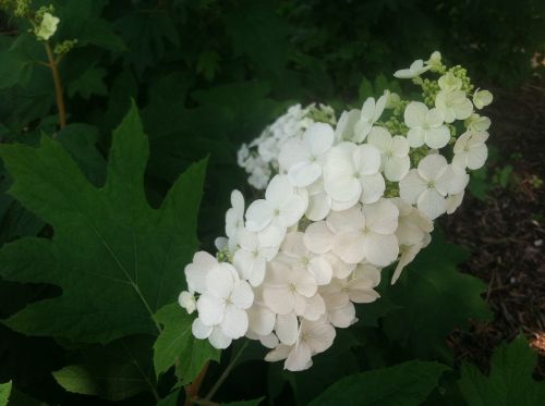 oak leaf hydrangea