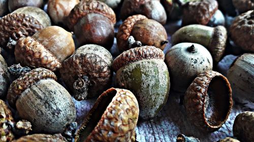 oak acorns nature