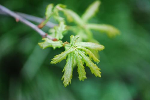 oak spring leaves