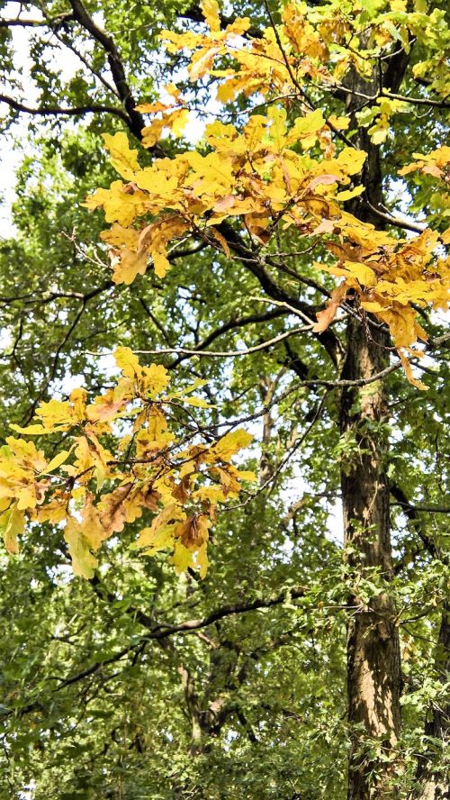 oak oak leaves tree