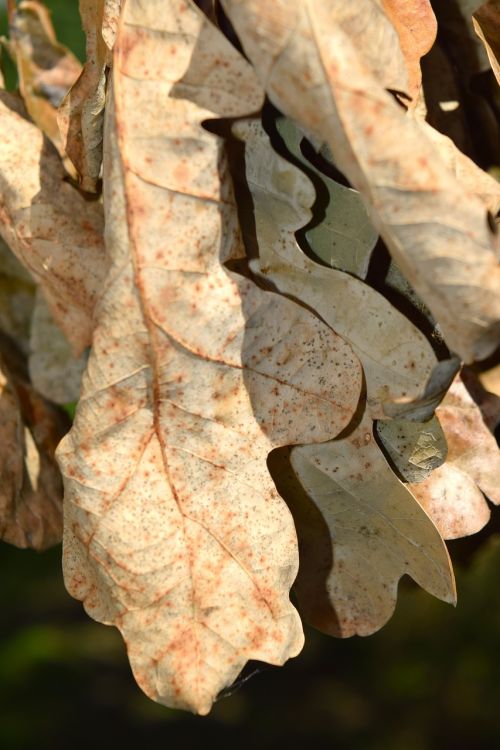 oak leaf withered