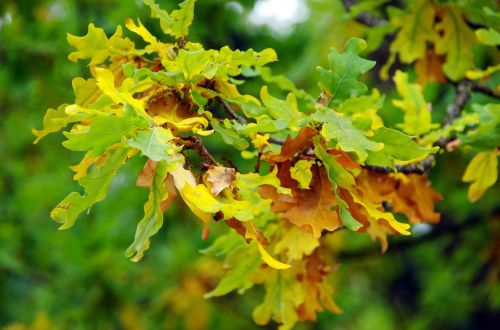 oak leaves fall