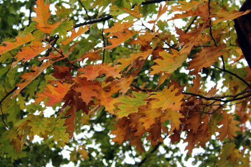 oak foliage autumn