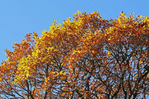 oak fall color sunny