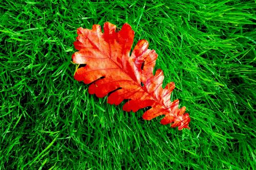 oak leaf oak leaf