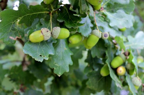 oak green acorns