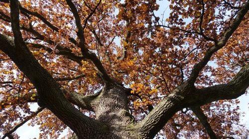 oak fall color tribe