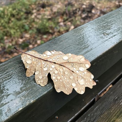 oak leaf raindrop