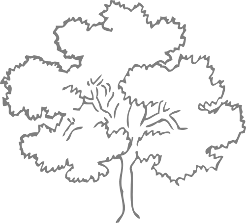 oak tree outline