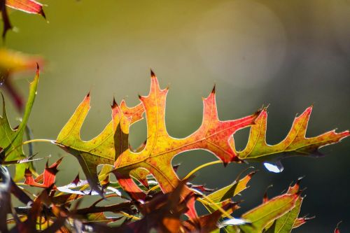 oak leaves autumn