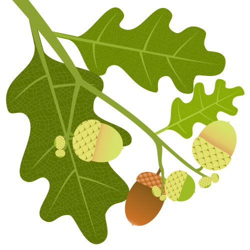 oak acorns branch