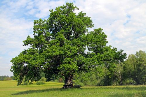 oak tree individually