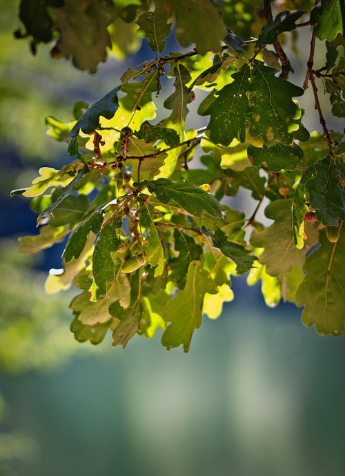 oak  leaves  nature