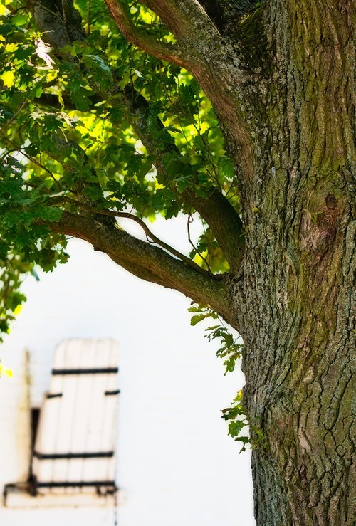 oak  tree  nature