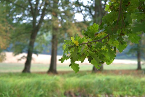oak  autumn  leaves