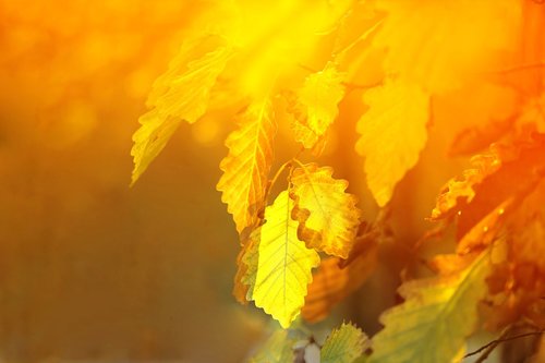 oak  leaves  yellow