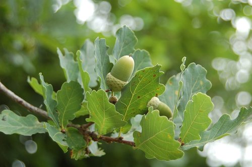 oak  acorn  nature