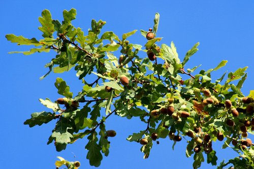 oak  acorns  branch