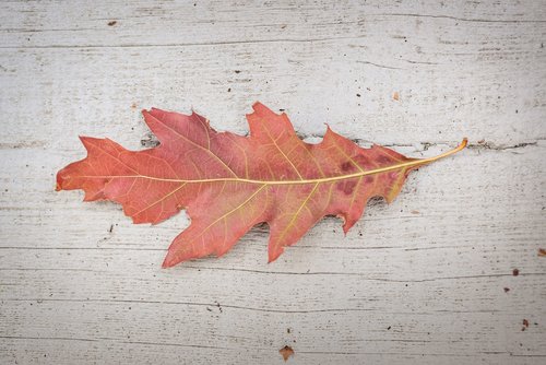 oak  leaf  isolated