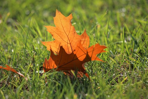 oak  quercus  brown leaf