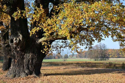 oak  deciduous tree  tree