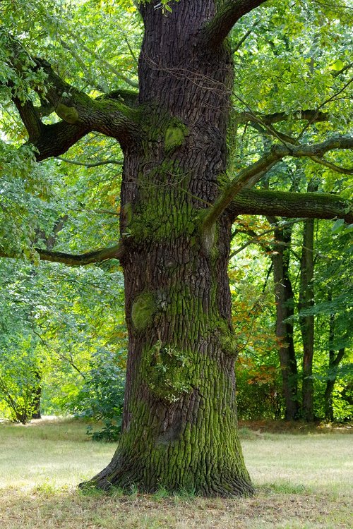 oak  tree  old