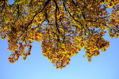 oak  oak leaves  leaf