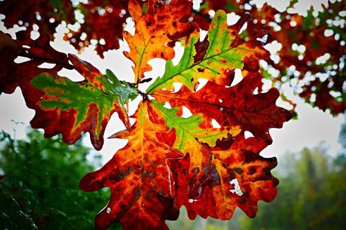 oak  letter  autumn