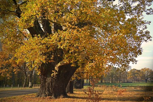 oak  old  trees