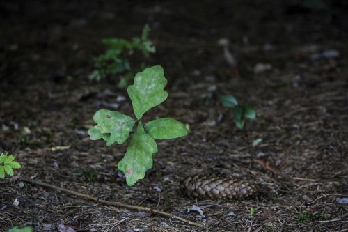 oak lands pine cone