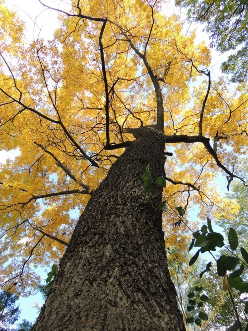oak oak tree tree