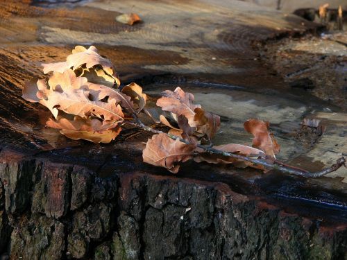 oak leaves brown